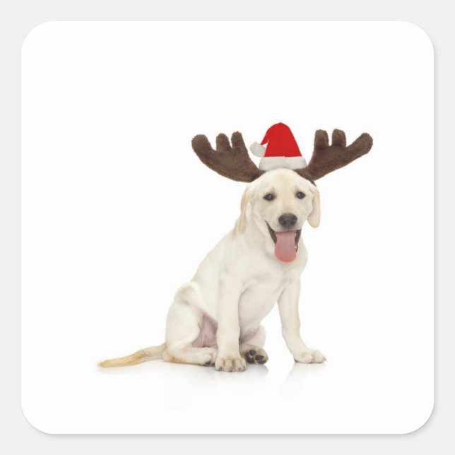 Adesivo Quadrado Lab Puppy Vestindo Antlers (Frente)