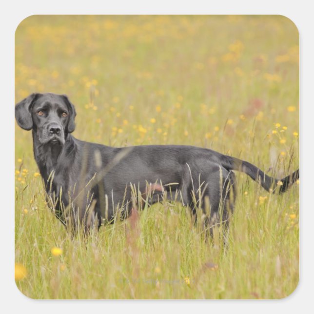 Adesivo Quadrado Labrador negro 16 meses 2 (Frente)