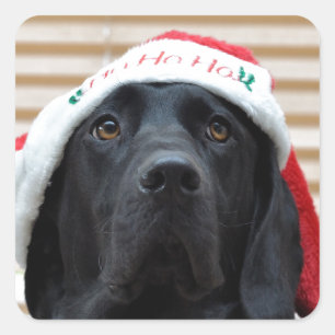 Adesivo Quadrado Labrador preto festivo