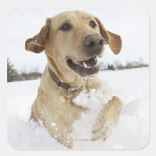 Adesivo Quadrado Labrador recupera a neve