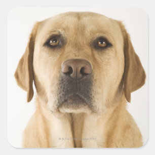 Adesivo Quadrado Labrador retriever dourado (familiaris do Canis).