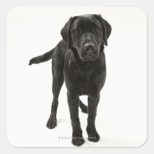 Adesivo Quadrado Labrador retriever preto
