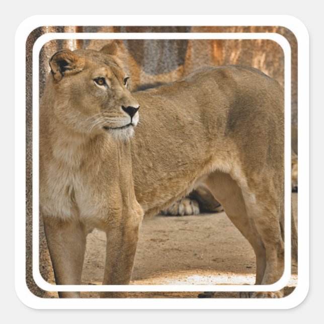 Adesivo Quadrado Lady Lioness Sticker (Frente)