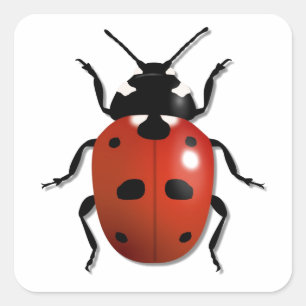 Adesivo Quadrado Ladybird