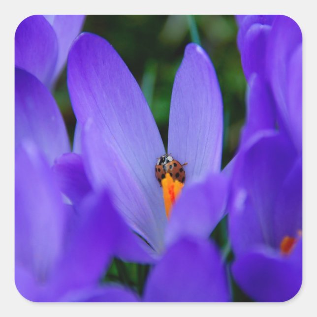 Adesivo Quadrado Ladybird Sticker (Frente)