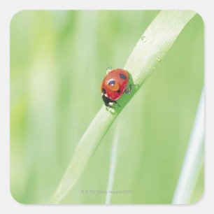 Adesivo Quadrado Ladybug