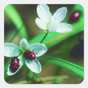 Adesivo Quadrado Ladybug