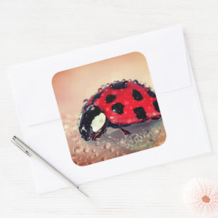 Adesivo Quadrado Ladybug