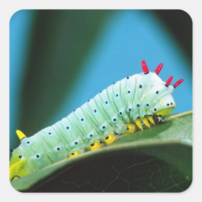 Adesivo Quadrado Lagarta da Mariposa Prometeu, Callosamia (Frente)