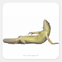 Lagarto de parede deitado - Podarcis muralis