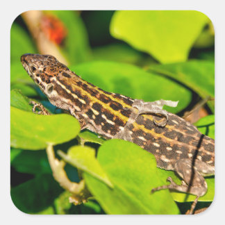 Adesivo Quadrado Lagarto de parede italiano