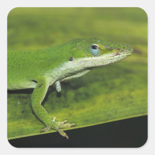 Adesivo Quadrado Lagarto-verde, Anolis carolinensis, adulto em palm