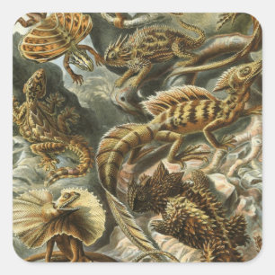 Adesivo Quadrado Lagartos por Ernst Haeckel Lacertília Animal Vinta