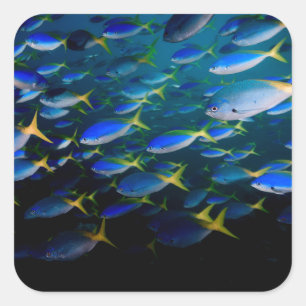 Adesivo Quadrado Laja Ampat 5 subaquáticos