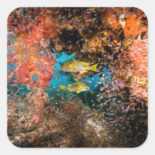 Adesivo Quadrado Laja Ampat Underwater 6