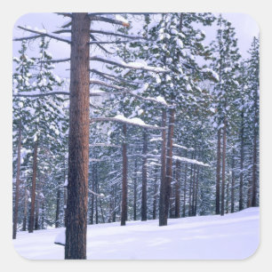 Adesivo Quadrado LAKE TAHOE STATE PARK, NEVADA. EUA. Neve fresca