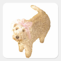 Lakeland Terrier