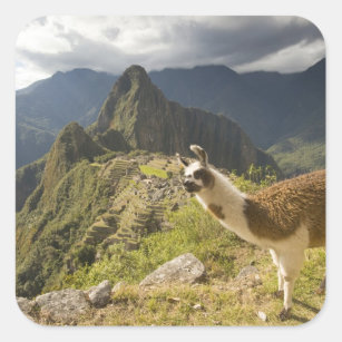 Adesivo Quadrado Lamas e um olhar excedente de Machu Picchu,