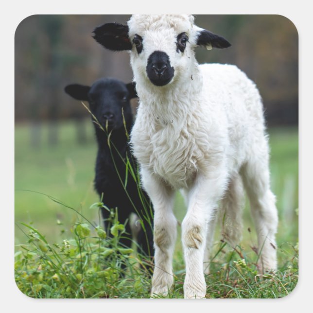 Adesivo Quadrado Lamb (Frente)