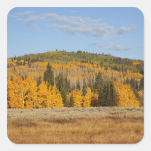 Adesivo Quadrado Lambert Hollow, aspen árvores