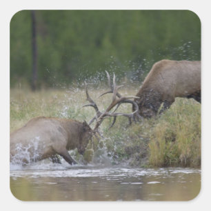 Adesivo Quadrado Lâmpadas Elk, Yellowstone NP, Wyoming