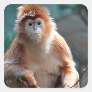 Adesivo Quadrado Langur Monkey Wildlife Animal Photo