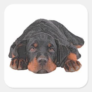 Adesivo Quadrado Lápis Colorido Desenho Rottweiler Olhos de Puppy