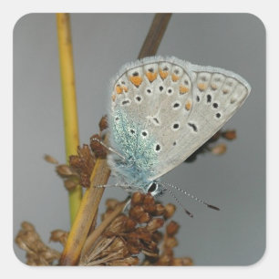 Adesivo Quadrado Laranja Branco Azul com Borboleta Preta