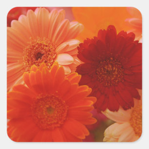 Adesivo Quadrado Laranja Gerbera Daisy Flowers Art Sticker Decals