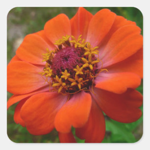 Adesivo Quadrado Laranja Zinnia Wildflower Natureza Floral
