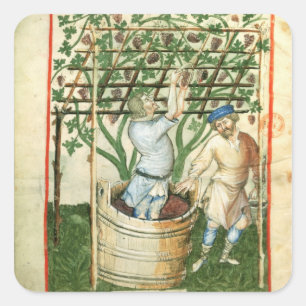 Adesivo Quadrado Lat de Nouv Acq que recolhe e que pressiona uvas