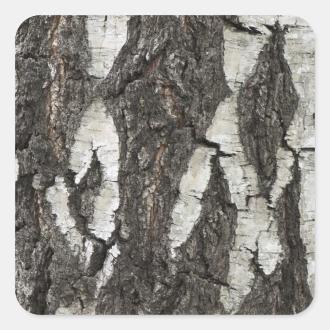 Adesivo Quadrado Latido Birch Wood (Frente)