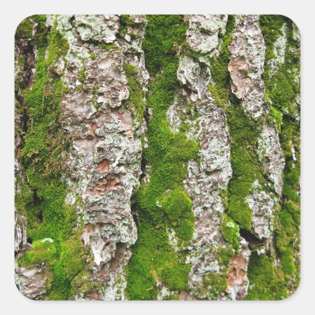 Adesivo Quadrado Latido Pine Tree Com Moss (Frente)