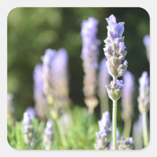 Adesivo Quadrado Lavendar Flor Stickers