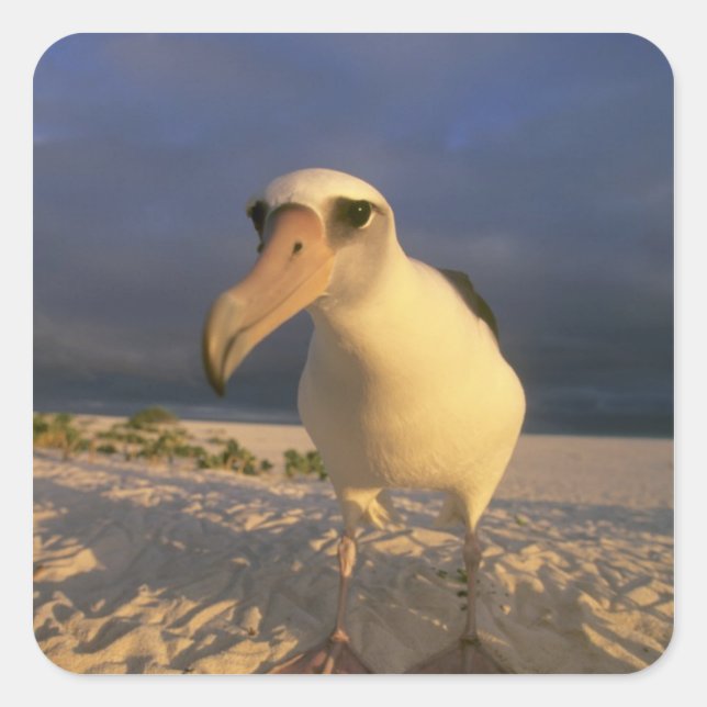 Adesivo Quadrado Laysan Albatross, Diomedea immutabilis), (Frente)