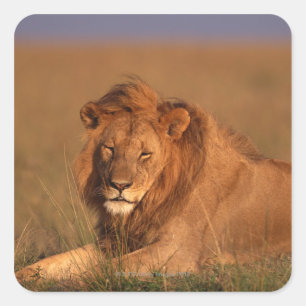 Adesivo Quadrado Leão