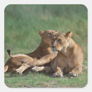 Adesivo Quadrado Leão 5