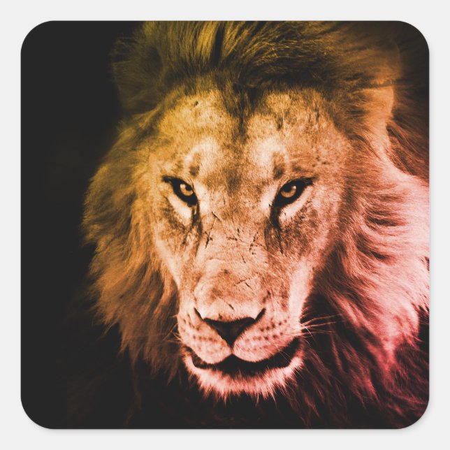 Adesivo Quadrado Leão africano à sombra. Forte animal selvagem (Frente)