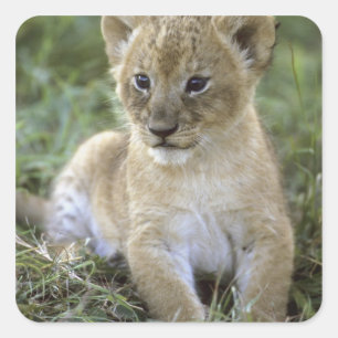 Adesivo Quadrado leão-africano, Panthera leo), Tanzânia,