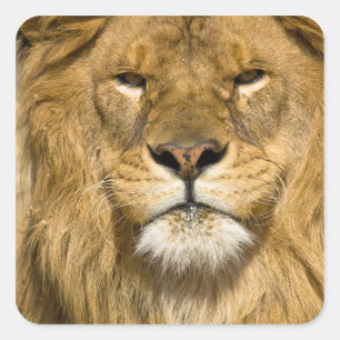 Adesivo Quadrado Leão-da-berbéria Africano, Panthera leo leo, um do