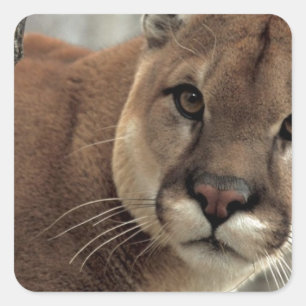 Adesivo Quadrado Leão de montanha que golpeia uma pose