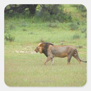 Adesivo Quadrado leão macho ambulante, Panthera leo, Kgalagadi