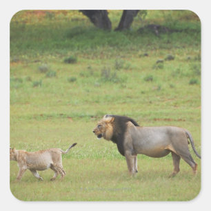 Adesivo Quadrado leão masculino com filhote, Panthera leo,