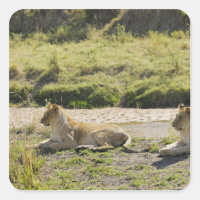 Leão (Panthera leo),duas jovens leonesias, Masai