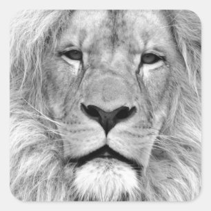Adesivo Quadrado Leão preto e branco