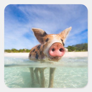 Adesivo Quadrado Leitão pequeno