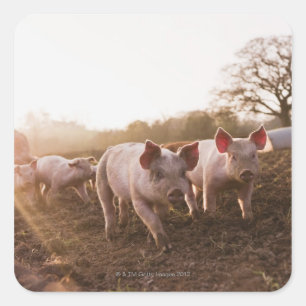 Adesivo Quadrado Leitões em Barnyard