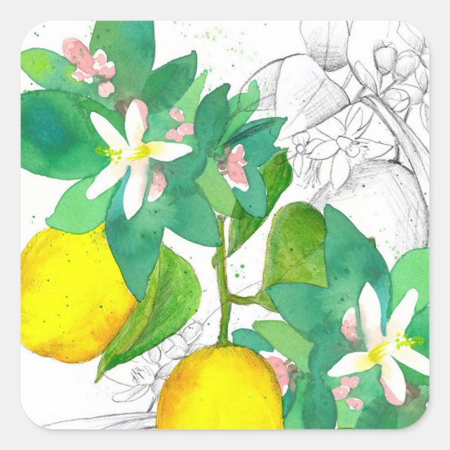 Adesivo Quadrado Lemon Citrus Fruit Flowers Botanical Drawing (Frente)