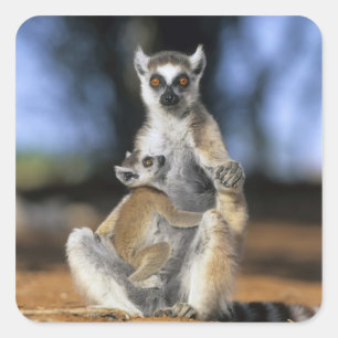 Adesivo Quadrado Lêmure-de-cauda-anelada, (Lemur catta), Mãe e