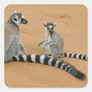 Adesivo Quadrado Lêmures-de-cauda-anelada, (Lemur catta), Berenty